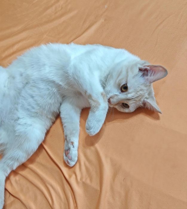 Мальчик 7 месяцев