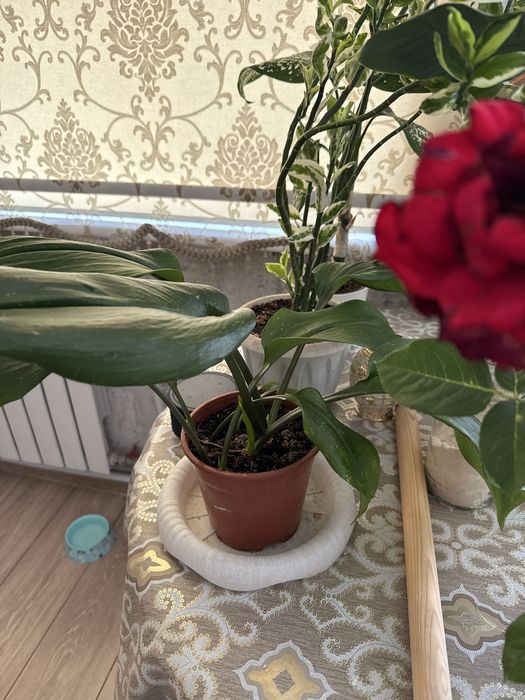 Продам красивые Комнатные цветы