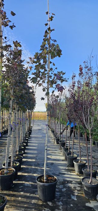 Mestecan pendular,catalp,prunus,tei,artar etc.