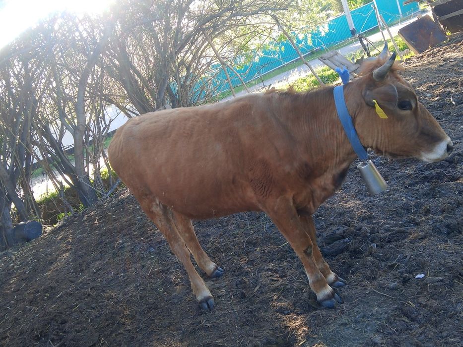 Продам тёлку срочно