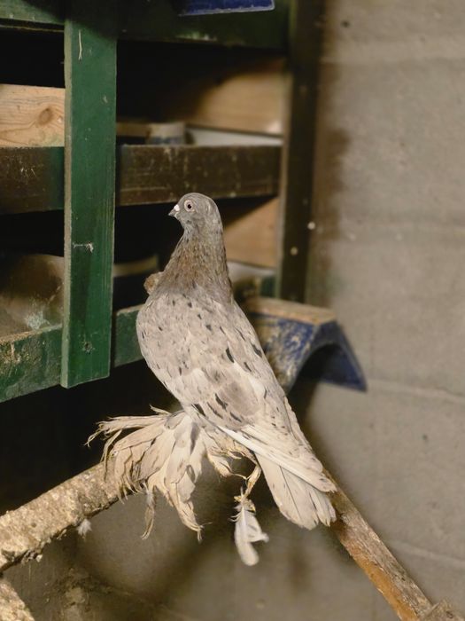 Продаются высококлассные голуби