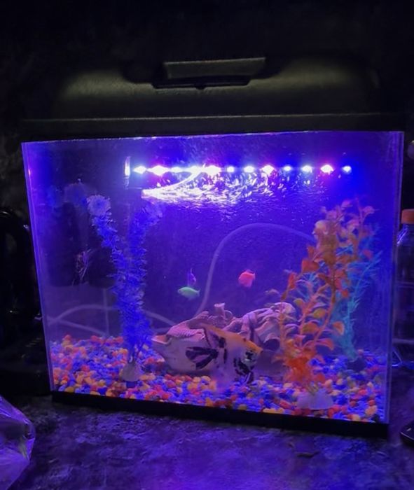 Аквариум для рыб  60 л