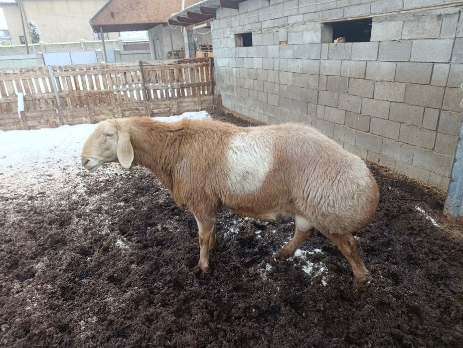 Арашан 3.5 возраст