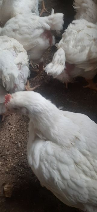 Vand pui de carne 2.2 kg  .