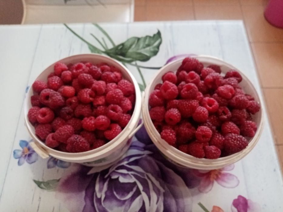 Продам саженцы малины Геракл
