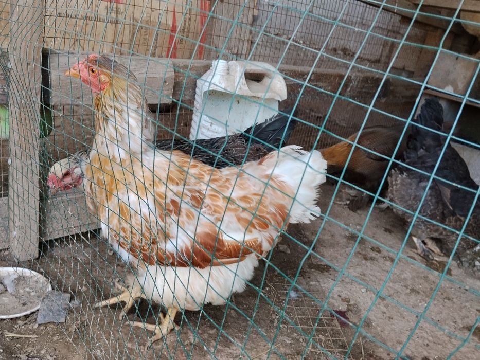Продам курей разные пород