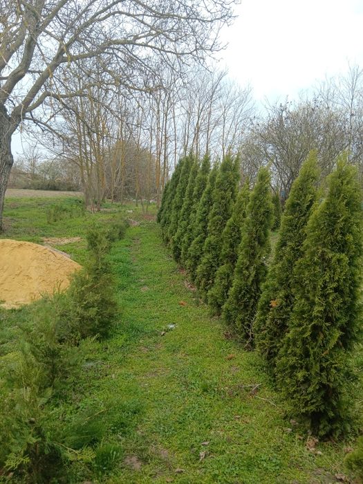 Продава се Къща в с. Дъбовик, Област Добрич - 60 кв.м за 750 €/кв.м - Снимка #3