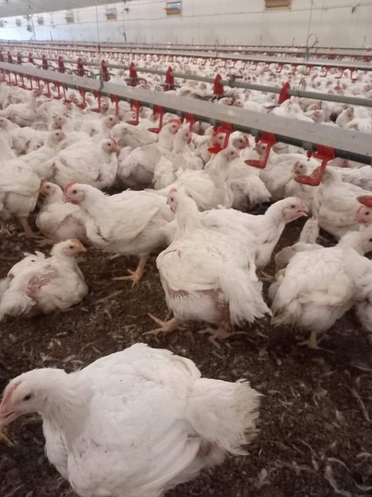 Pui alb si pui rasa mixta