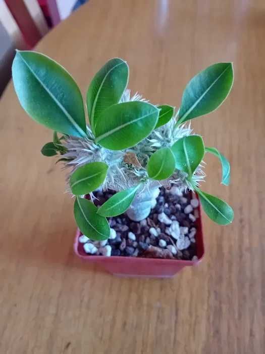 Екзотика за дома - семена и растения