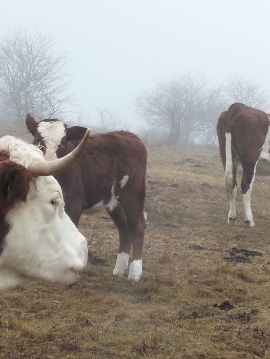 Vitea de vânzare Balta