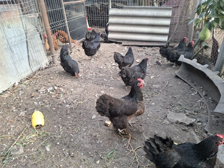 Australorp cauta altă casă. Gaini 2025.