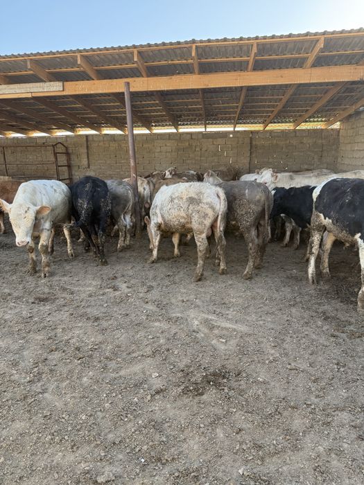 28 бас еркек бұқа