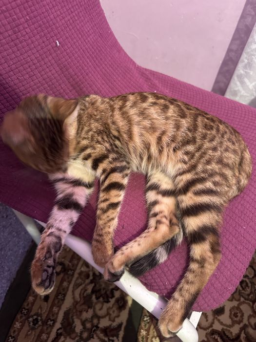 Кошка леопардывый