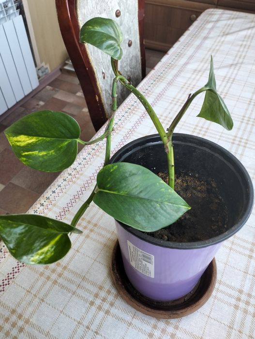 Цветочки для Вас