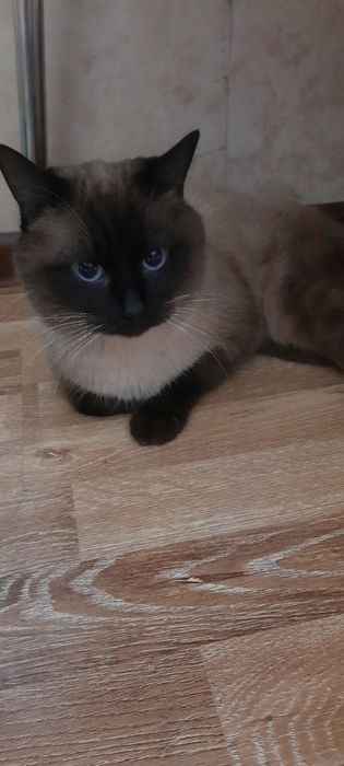 Отдаем кота в добрые руки!