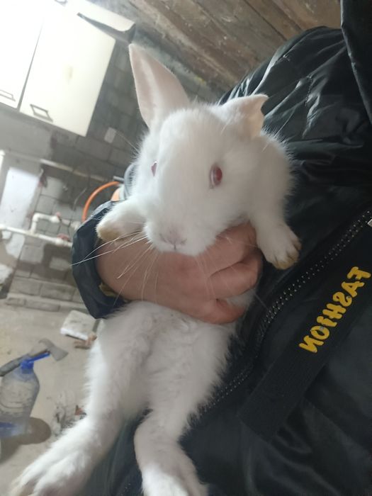 Продам Кролики  Красивые