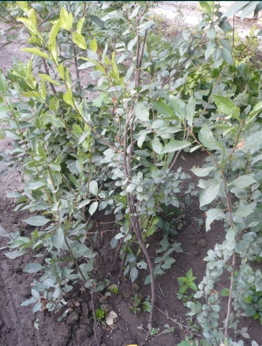 Продам саженцы вишни