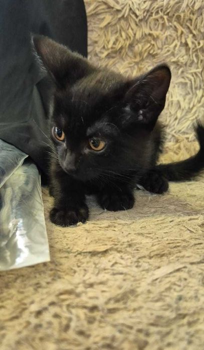 Котенок 2 мес ищет дом