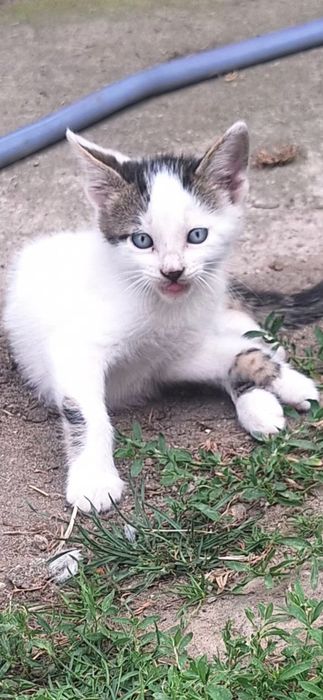 Donez pisoi cu vârsta de 2 luni