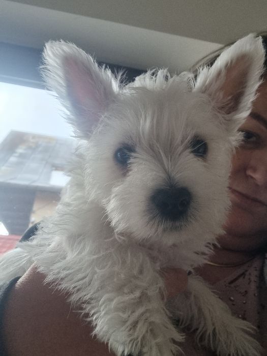 West Highland  white terrier de vânzare