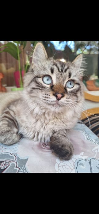 Котик бесплатно!