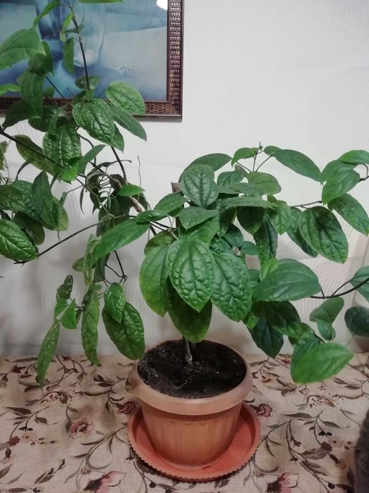 Продам комнатные растения