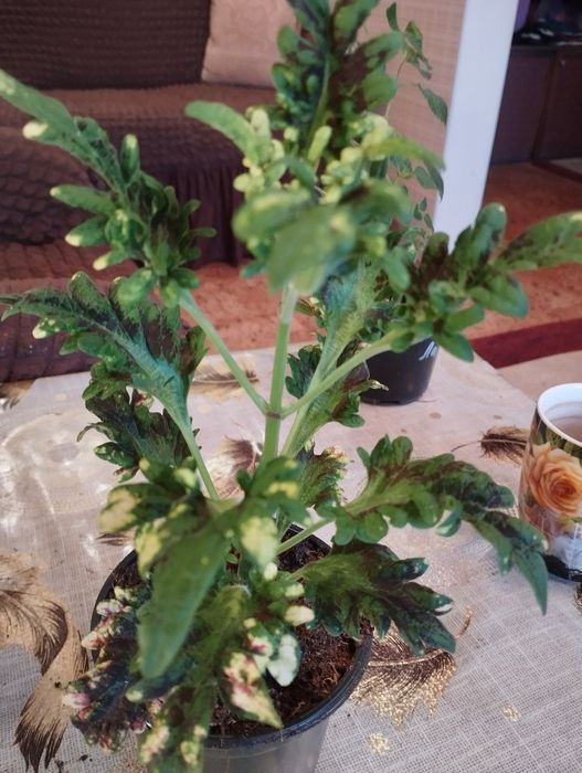 Продам комнатные растения Колеусы