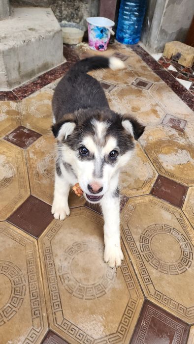 Продаётся собака . СРОЧНО!