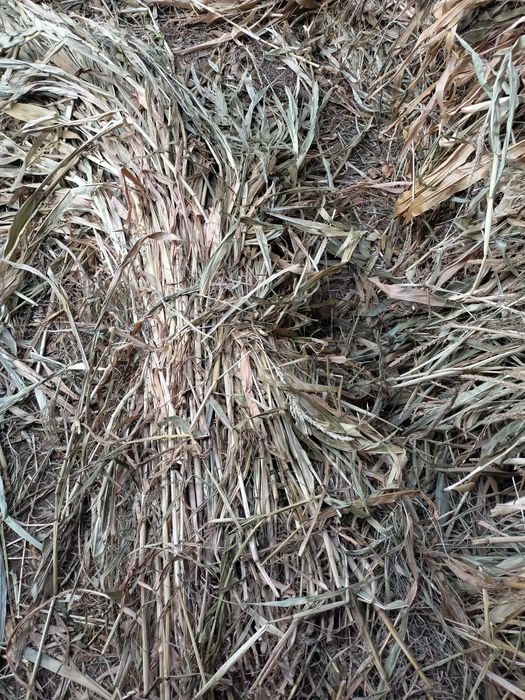 Makka beda bor narxi 14000 soʻm katta qilib oʻralgan soni 230ta