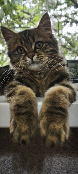Кошечка ищет дом