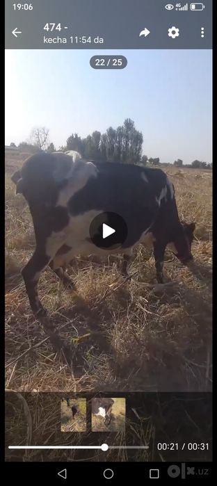 Ona bola sigir bolasi buqacha sotiladi