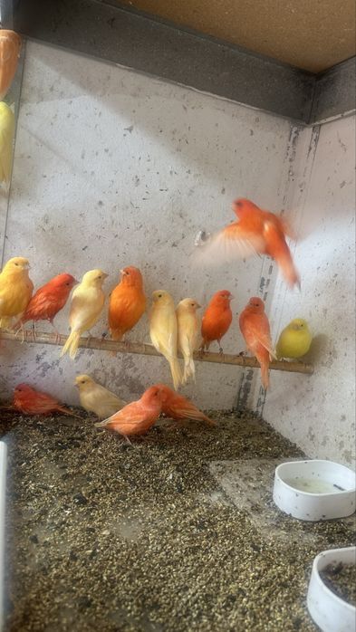 Canari diverse culori masculi/femele