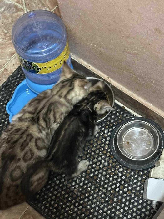 Бенгалски котета