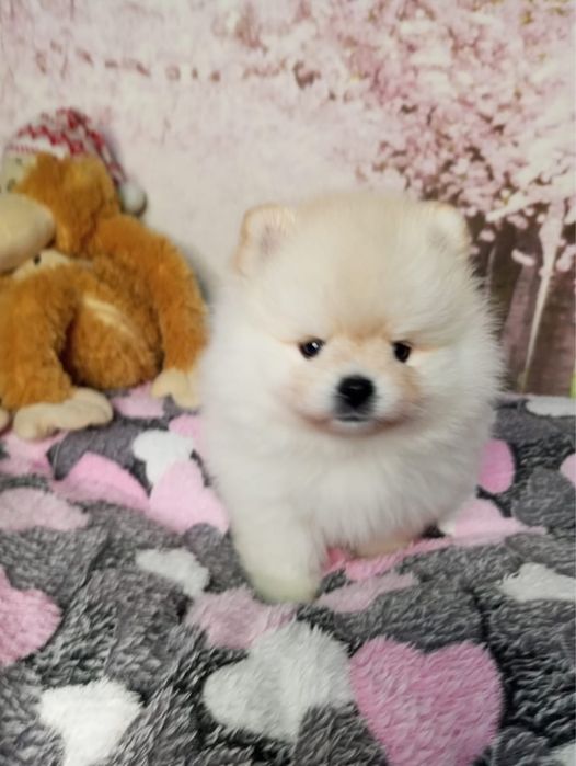 Щенки померанского шпитца