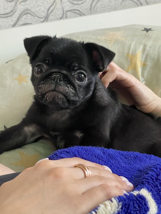 Продам щенка мопса