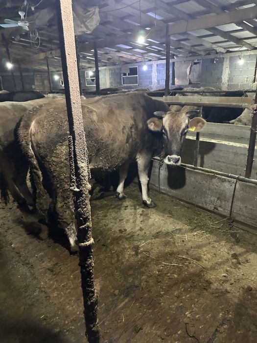 Семіз сиырлар сатылады