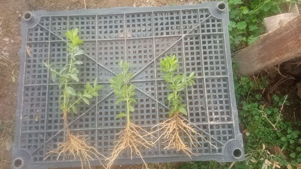 Шамшод ку́чат сотилади