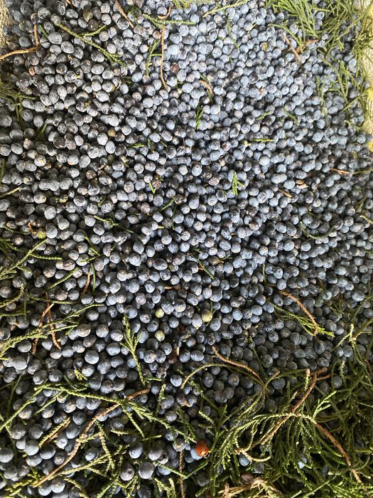 Ягоды можжевельника