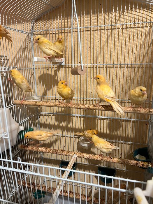 Canari cauta casa noua