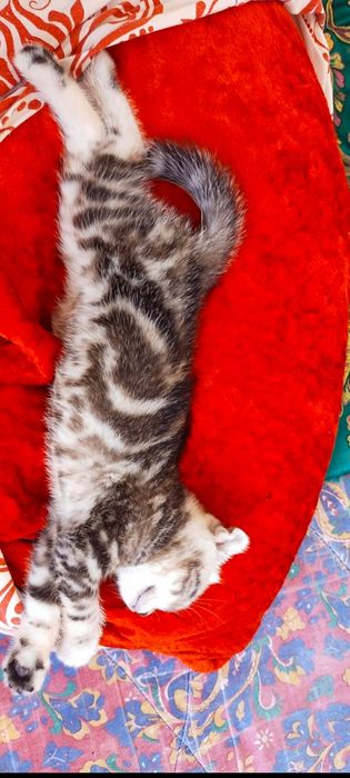 Продам котенка девочка  британская