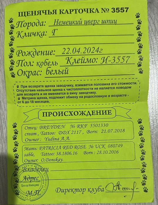Собака шпиц мальчик