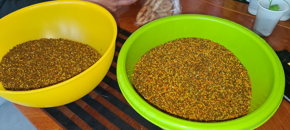 Polen albine poliflor de primăvara (păpădie, p. fructiferi, 2024)