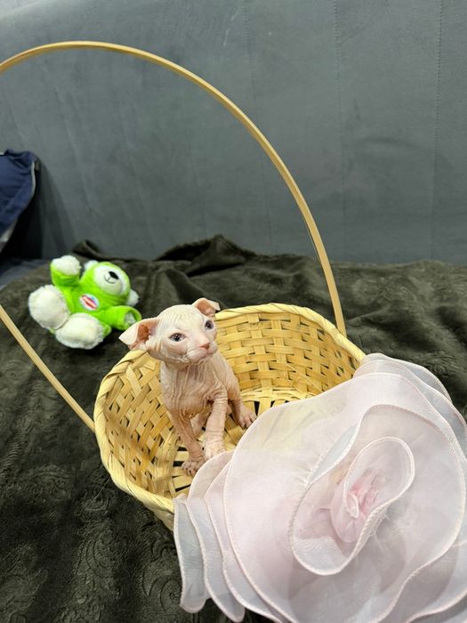 Очаровательные сфинксы