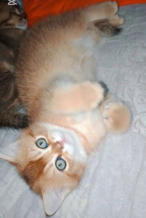 Золотые британские котята