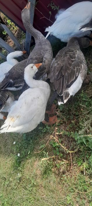 Продам гусей майские