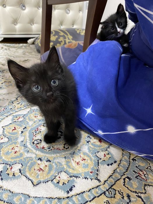 Отдам котят в добрые руки