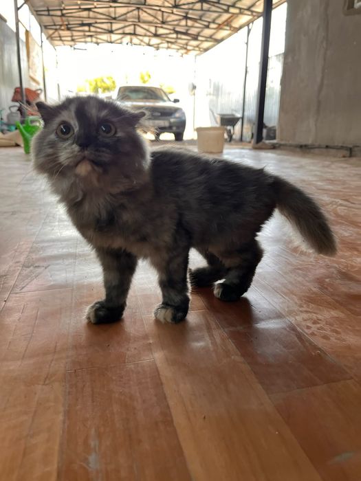 Котенок ищет  хозяев