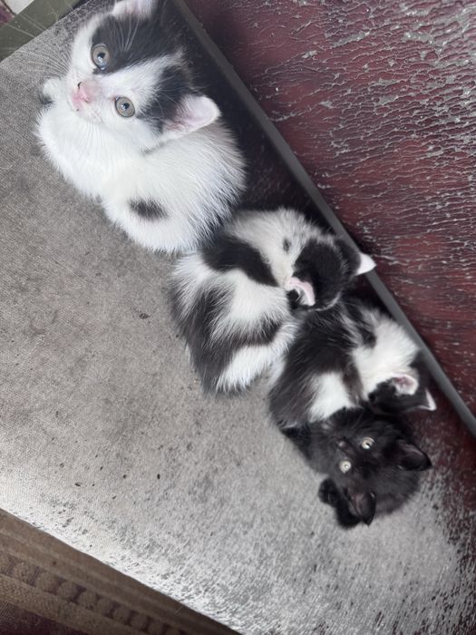 Отдам котят в хорошие руки