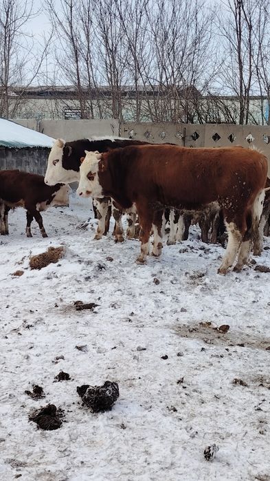 Продам бычков с откорма