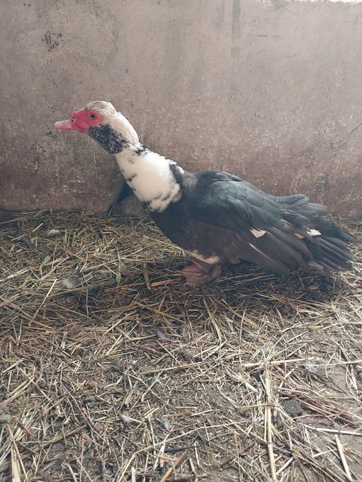 Продам Яйца В Инкубатор Другое